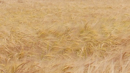 Wheat Field