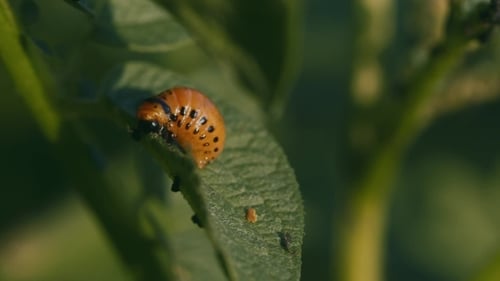 escarabajo de la papa
