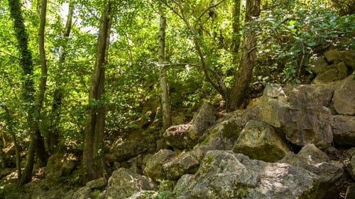 Mountain River Flowing In Green Forest