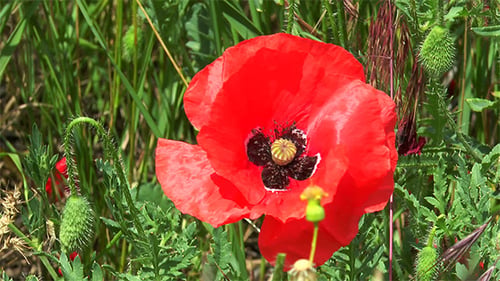 Red Poppy Blooming in a Grassy Field
