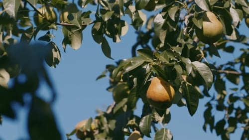 PEAR On The Tree