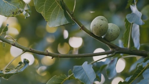 Noyer sur l'arbre