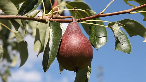 Pear Fruit