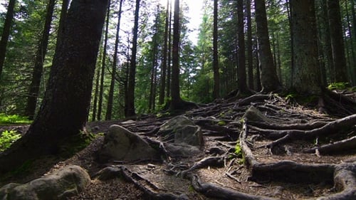Tree Roots in a Magic Pine Forest