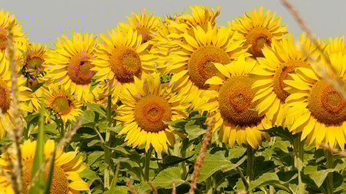 Beautiful Blooming Field Of Sunflowers