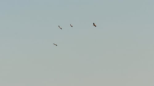 Gruppe fliegender Störche im Himmel