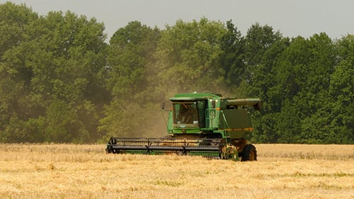 Modern Combine Harvesting Grain In The Field