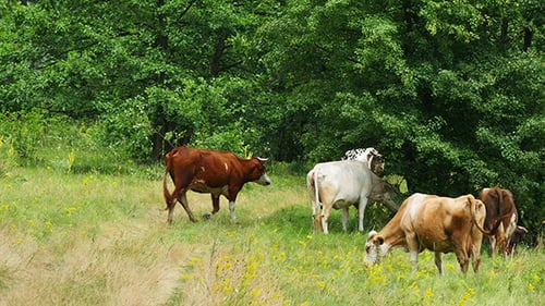 Cows Grazing On Green Summer Meadow