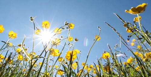 Yellow Buttercups in Meadow with Bright Sunshine