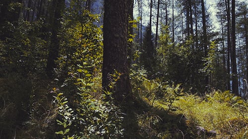 Into the Woods in a Sunny Day