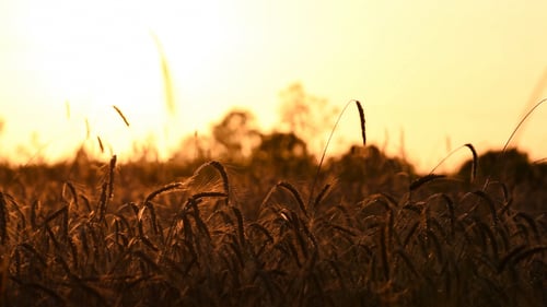 Wheat Field at Sunrise or Sunset