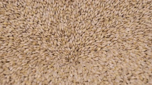 Malt grain pouring through a grinding machine in a brewery.