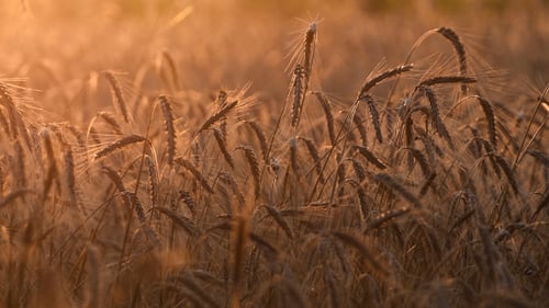 Wheat Field Glowing in Sunrise Golden Light