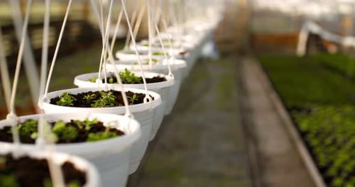 Plants Growing in Hanging Pots in a Greenhouse