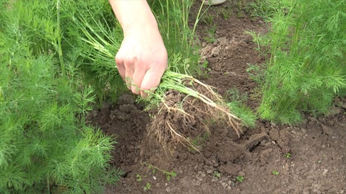 Woman Harvesting Fresh Dill from Garden Soil