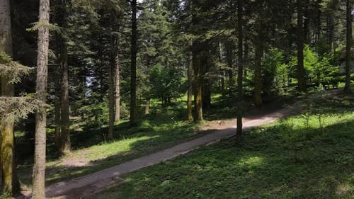 Blick auf den Wald
