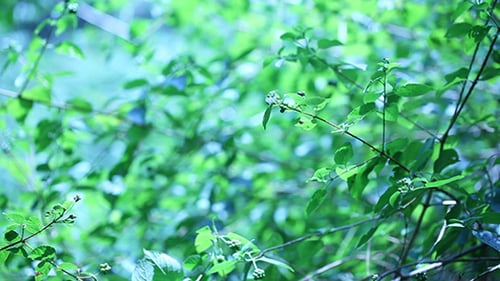 Forest With Leafs 652