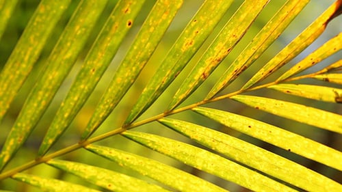 Grünes Blatt in der Natur 650