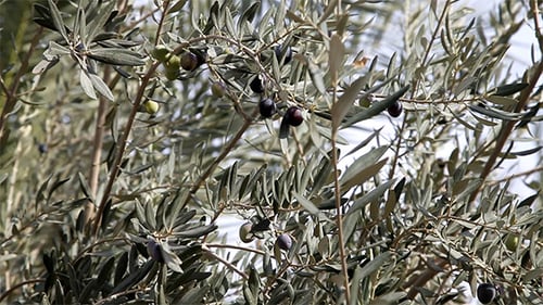 Olive Tree