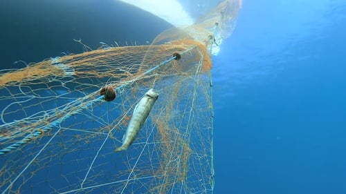 Gefangen Fische im Netz hängen vom Boot unter dem Meer