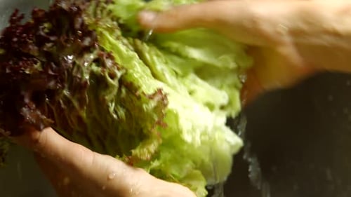 Fresh Lettuce Being Washed in Sink