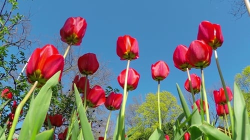 Rote Tulpen im Frühlingsgarten