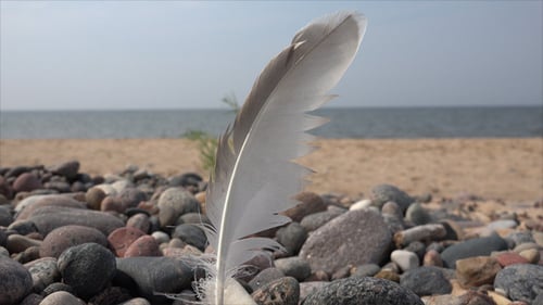 Single Feather on Stone Beach by the Ocean