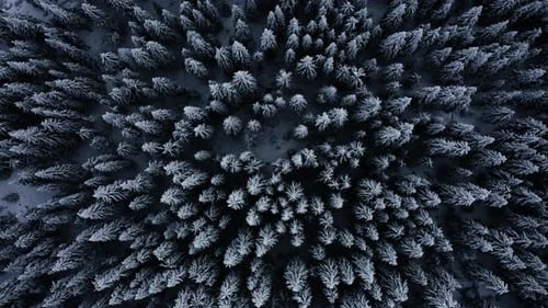 Flyover Tree tops, Top view of Frozen Trees, Flying above White Snowy Conifer Woods