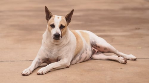 Dog