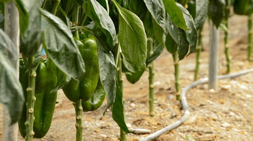 Pepper Green Fruit in Greenhouse