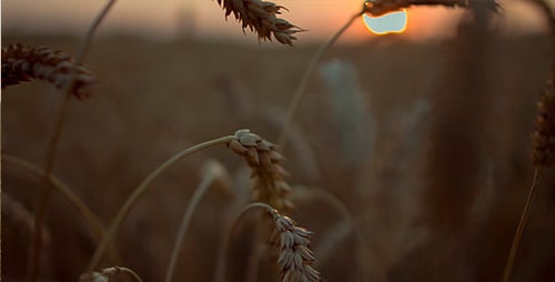 Stängel von Roggen auf Sonnenuntergang-Hintergrund