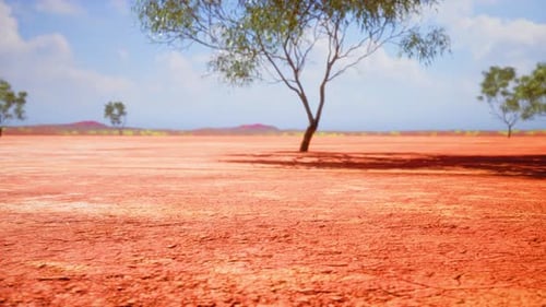 Arid Australian Outback Desert Landscape with Sparse Trees