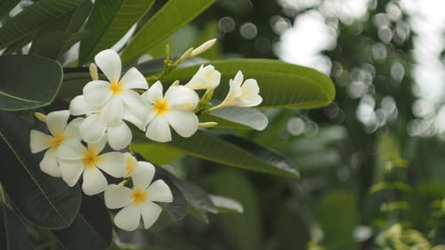 Close Up of Frangipani Flowers in Tropical Setting