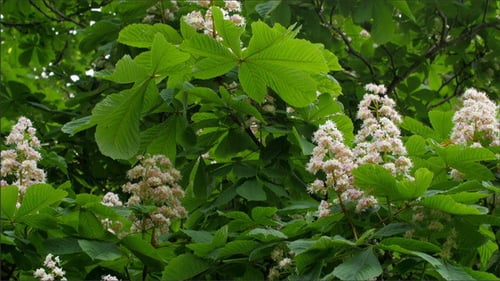 Chestnut Tree Blooming in Springtime Nature Scene