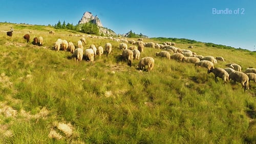 Bergschafe 2
