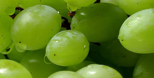 Grape 2