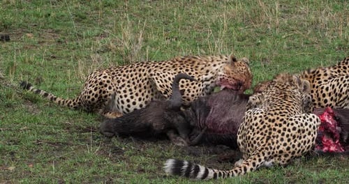 Guépard, acinonyx jubatus, adultes mangeant un Kill, un Wildebest, parc du Masai Mara au Kenya, 4K en temps réel