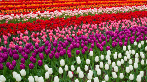 Colorful Tulips Blooming in a Large Field