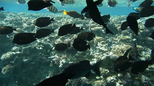 Underwater Footage of Sea Life