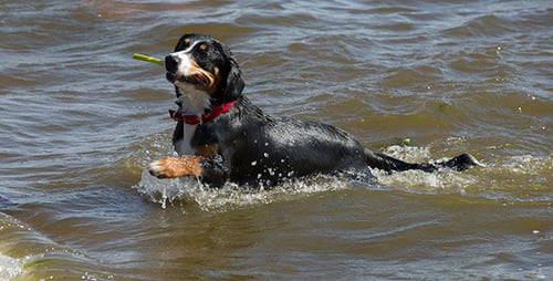 The Entlebucher Sennenhund or Entlebucher Mountain