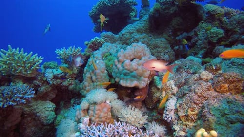 Moray Eel