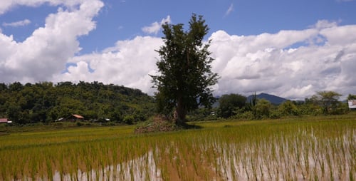 Rice Fields And Trees