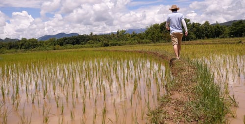 Farmer Walking On Rice Field
