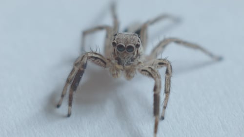 Araignée qui marche