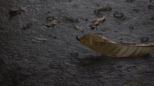 Rain Falling on the Ground with Leaves