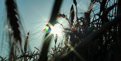 Wheat Field Growing in the Summer Sun
