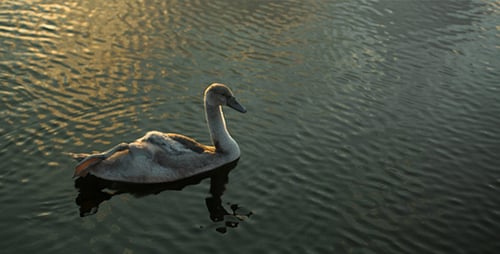 Swans Floating Calmly on Water at Sunset