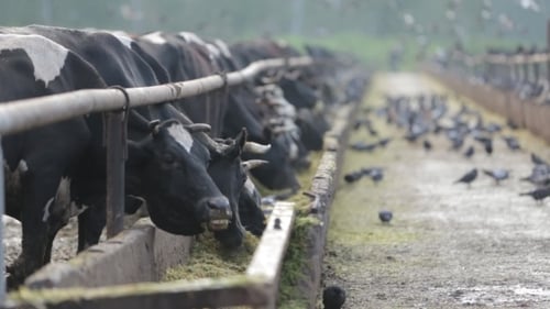 Dairy Cows Feeding at the Farm Trough