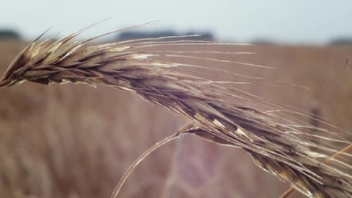 Golden Wheat Grain in a Rural Field
