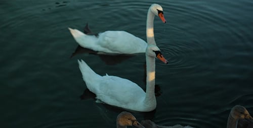 Swans Gliding on Water on a Sunny Day